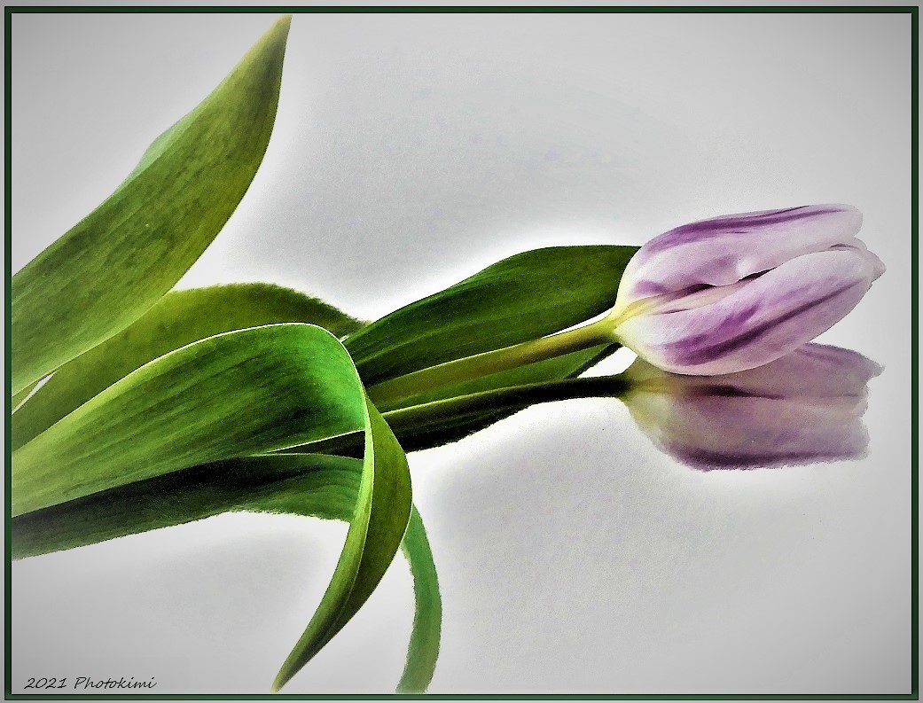 eine Tulpe