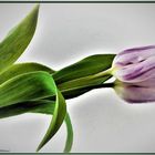 eine Tulpe