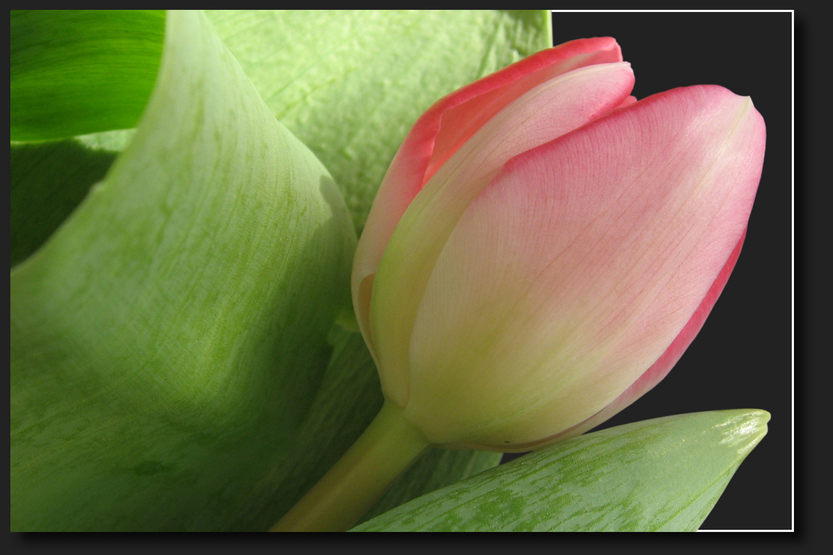 eine Tulpe für Dich