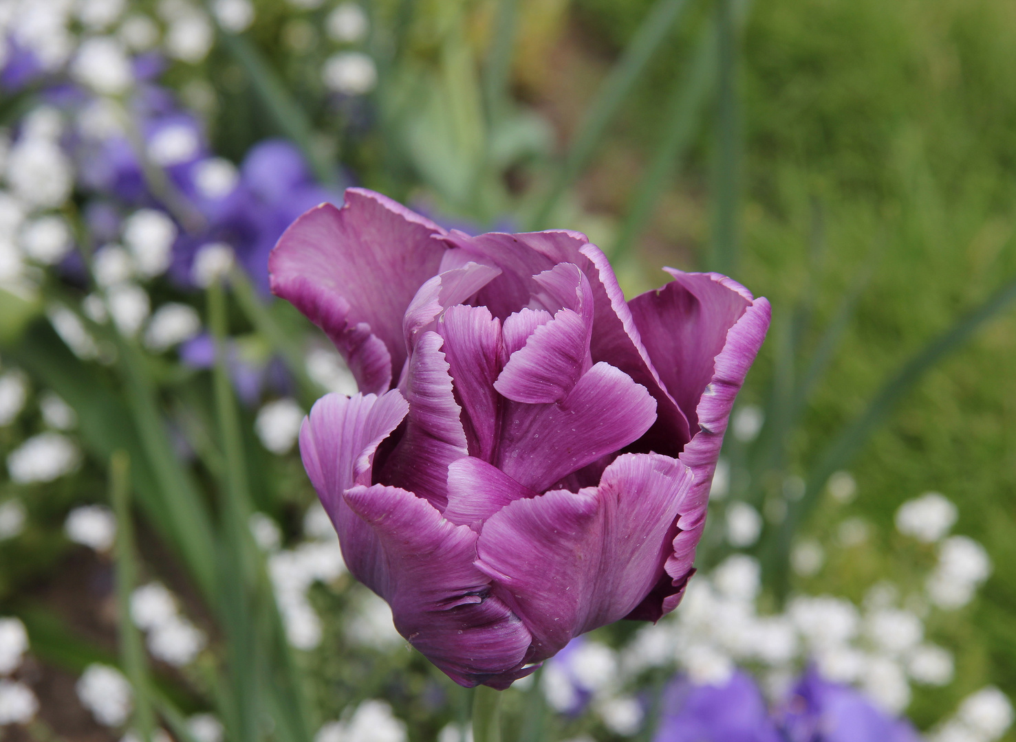 eine Tulpe für Euch