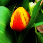 eine Tulpe für Euch zum Wochenende habt es gut....liebe Grüße Eure Sina