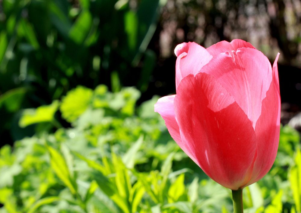 Eine Tulpe im April...