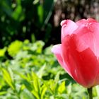 Eine Tulpe im April...