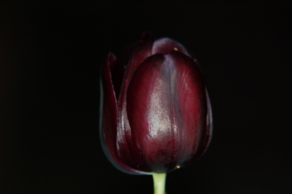 Eine Tulpe im besonderen Gewand