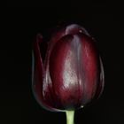 Eine Tulpe im besonderen Gewand