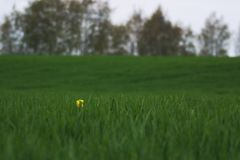 Eine Tulpe im Getreidefeld