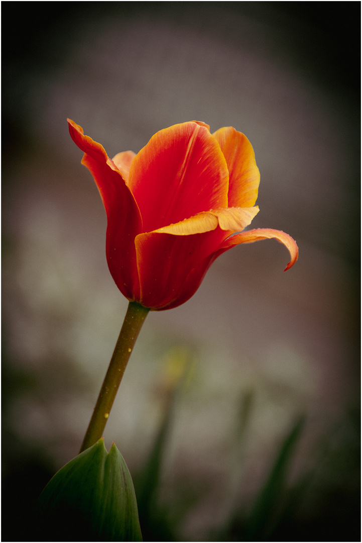 Eine Tulpe im Licht