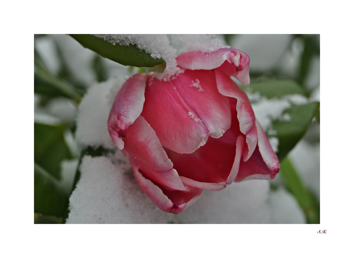 eine Tulpe im Schnee