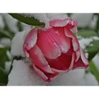 eine Tulpe im Schnee