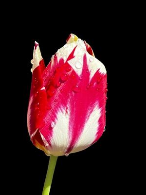 eine Tulpe in meinem Garten