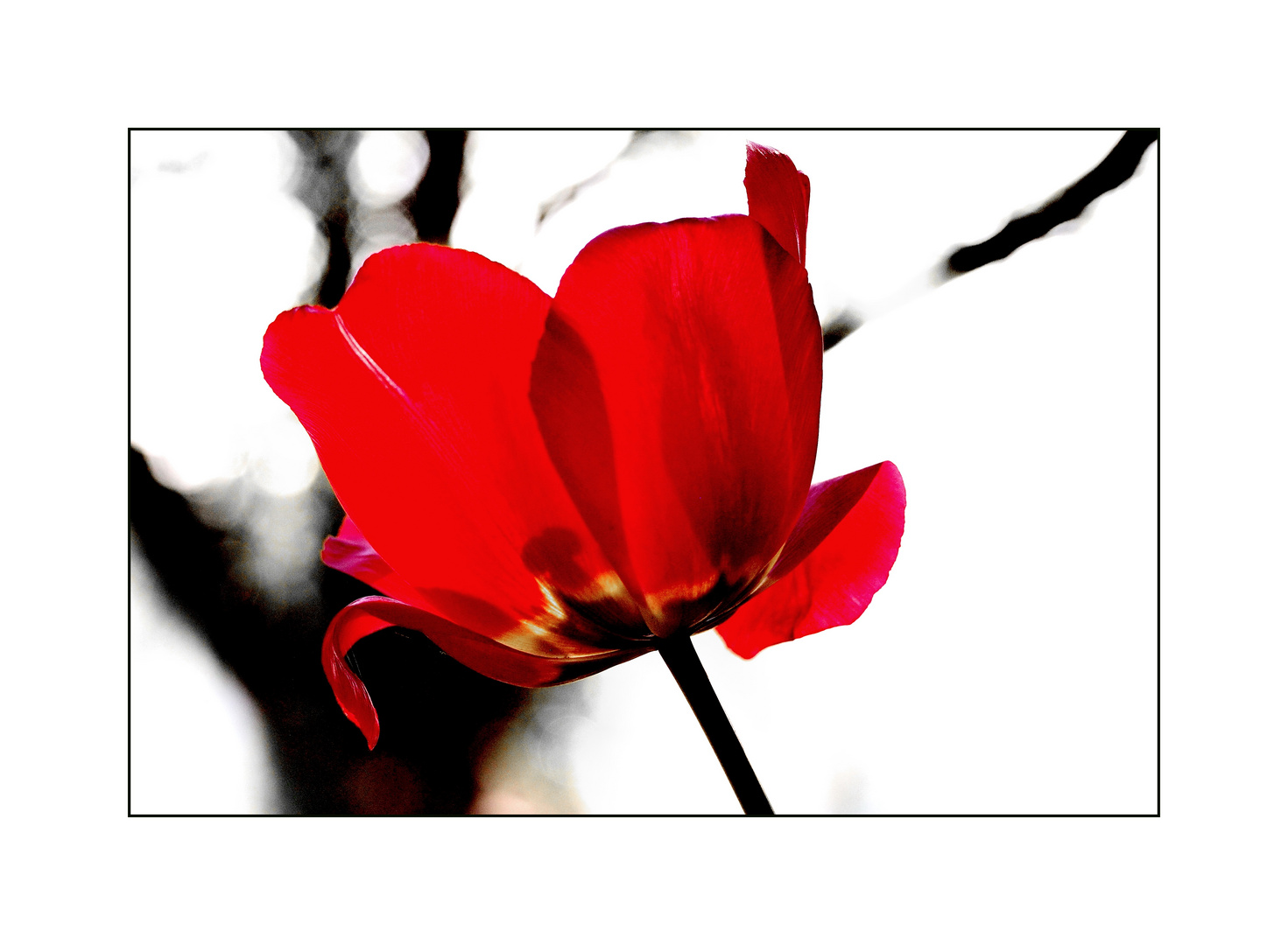 Eine Tulpe ist eine Tulpe........................................