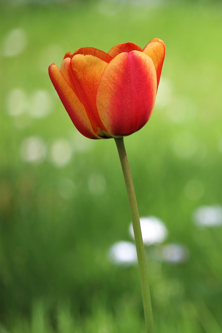 Eine Tulpe leis' erwacht