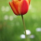 Eine Tulpe leis' erwacht