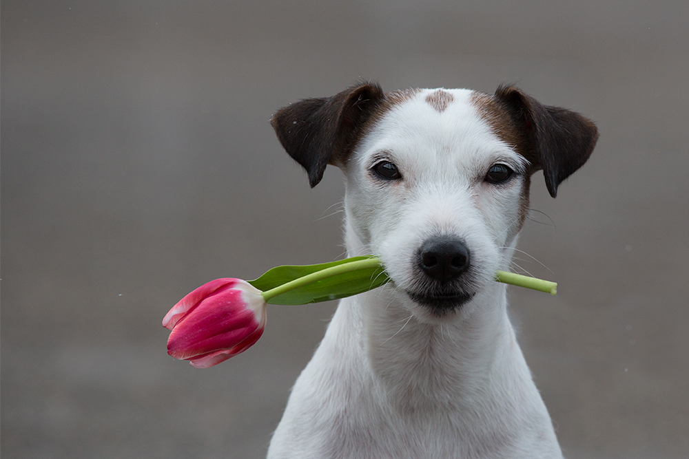 eine Tulpe macht noch keinen Frühling