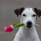 eine Tulpe macht noch keinen Frühling