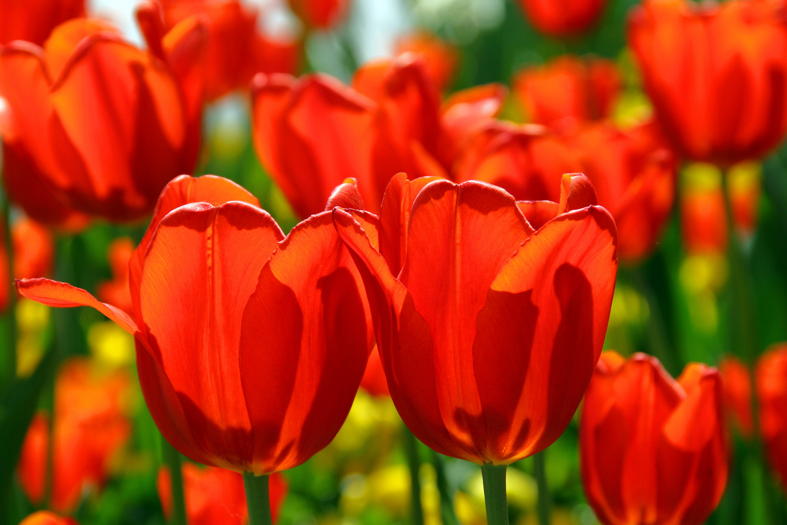 Eine Tulpe macht noch keinen Sommer