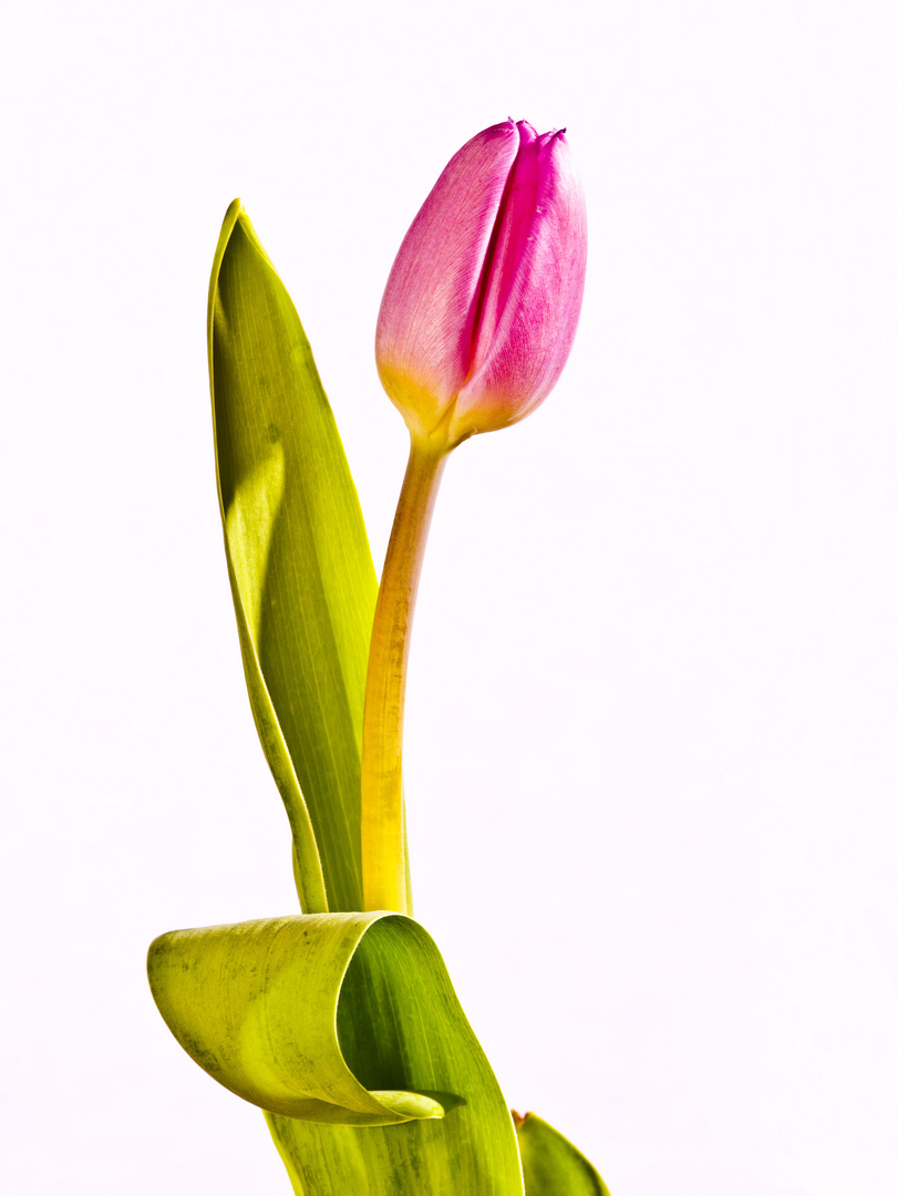 Eine Tulpe oder Natur trifft Farbregler