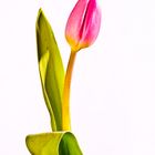 Eine Tulpe oder Natur trifft Farbregler