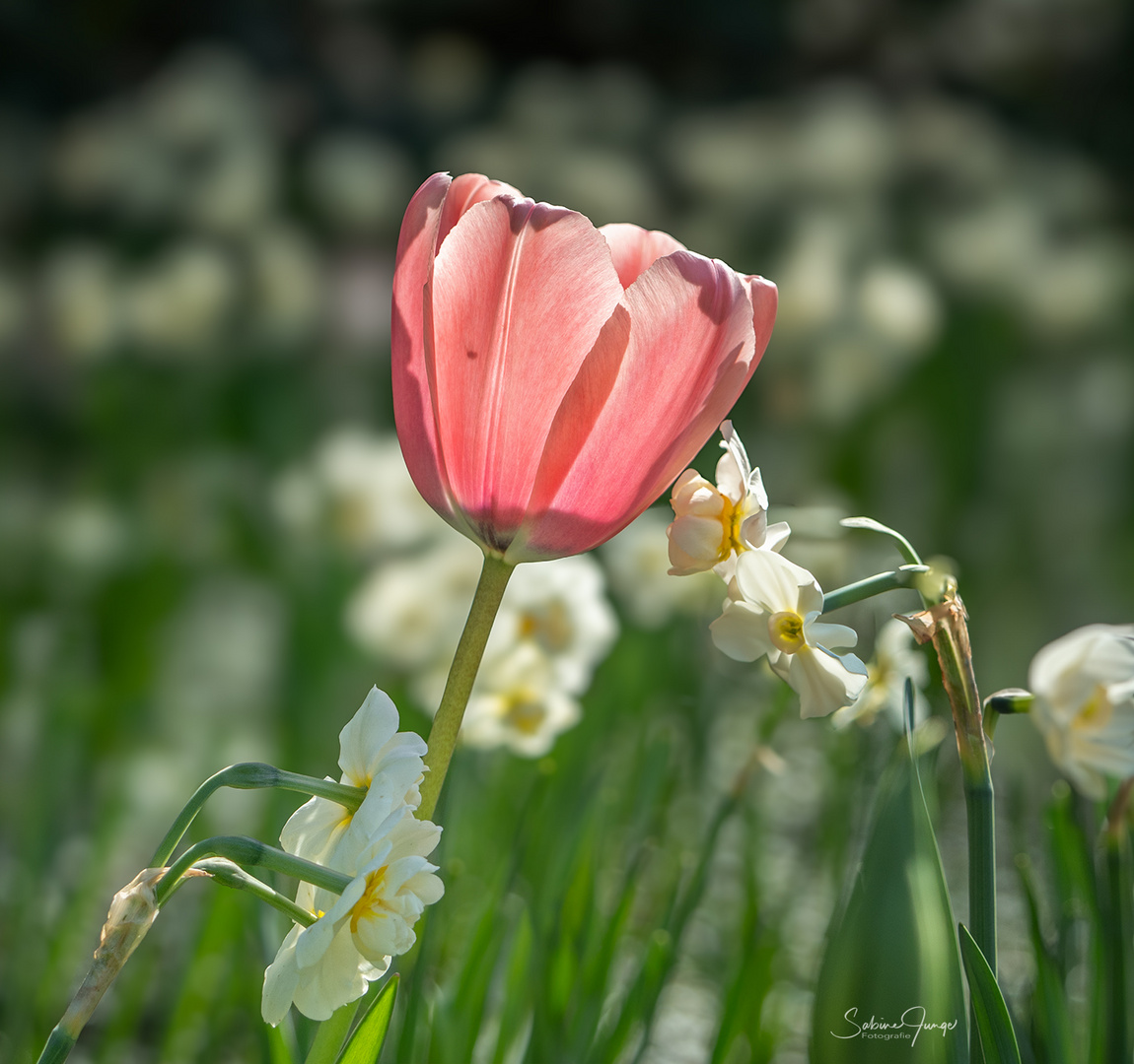 Eine Tulpe unter Narzissen