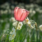 Eine Tulpe unter Narzissen