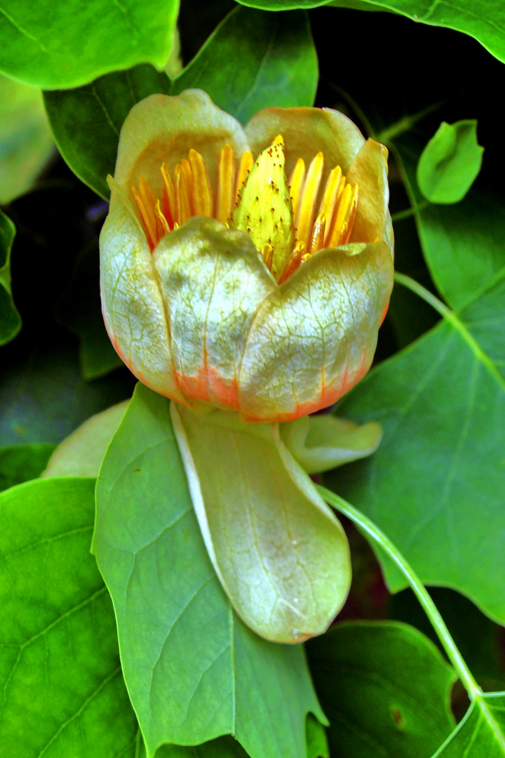 Eine Tulpe vom Tulpenbaum