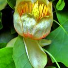 Eine Tulpe vom Tulpenbaum