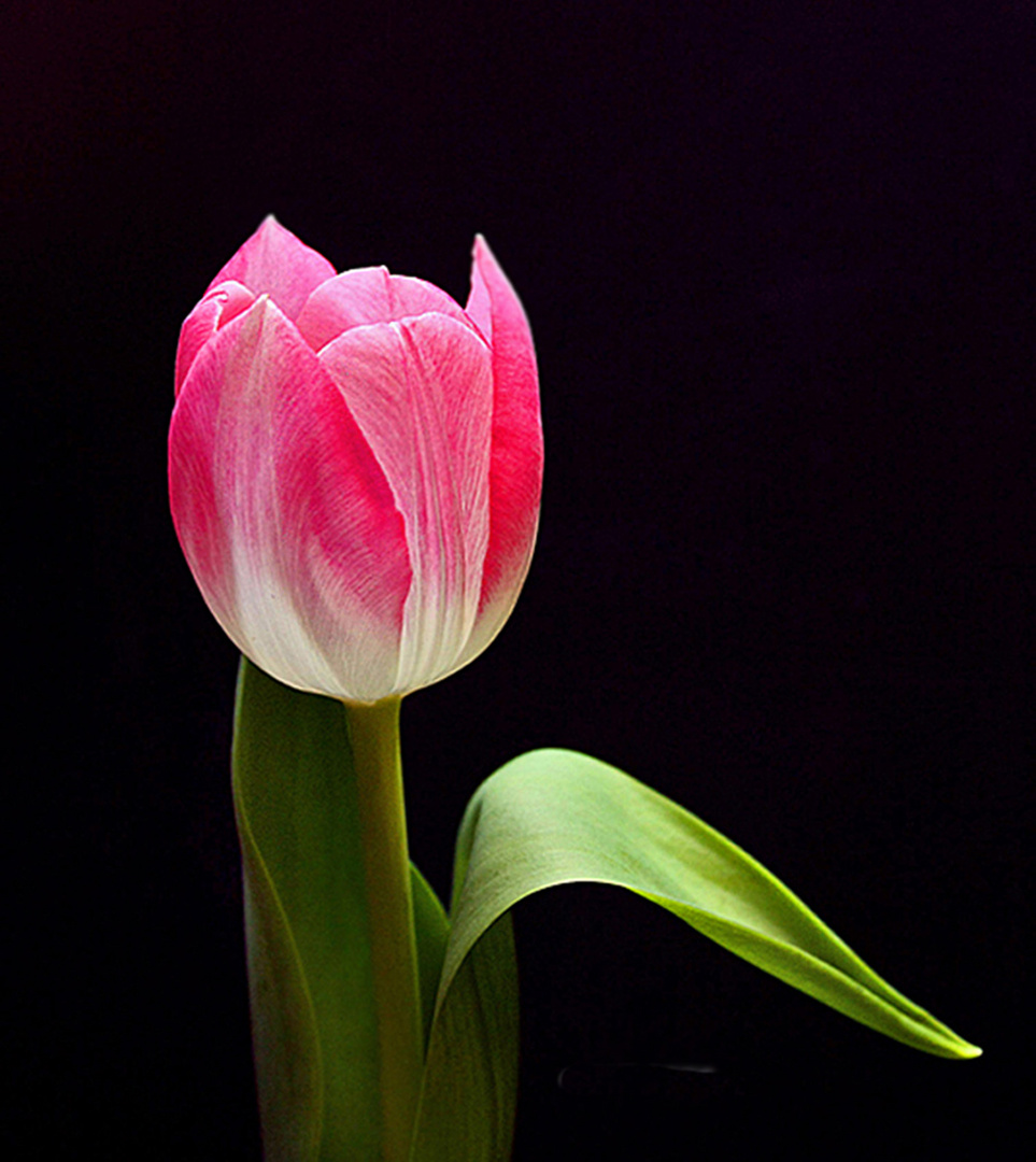 Eine Tulpe zum Blümchentag