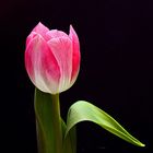 Eine Tulpe zum Blümchentag