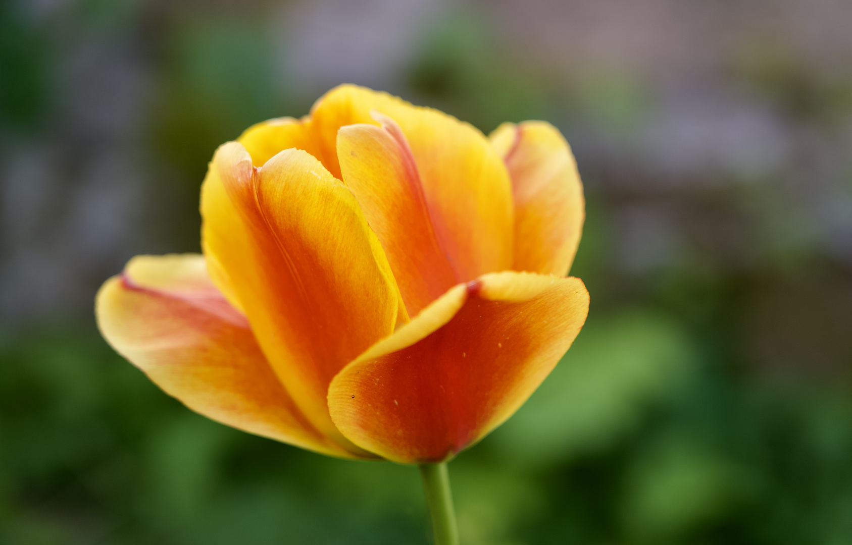 Eine Tulpe zum ersten Mai