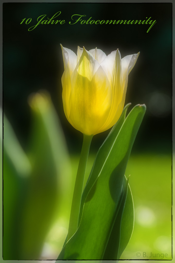 Eine Tulpe zum Jubiläum