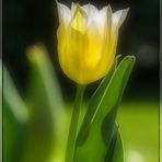 Eine Tulpe zum Jubiläum