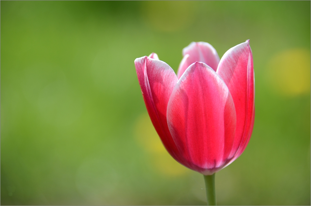 eine Tulpe zum  Mittwoch