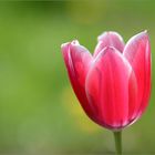 eine Tulpe zum  Mittwoch
