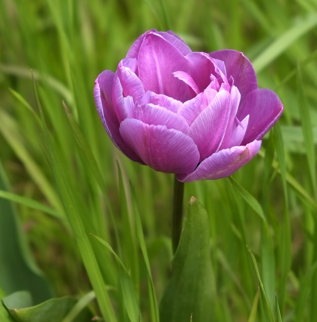 Eine Tulpe zum Mittwoch