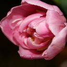Eine Tulpe zum Sonntag