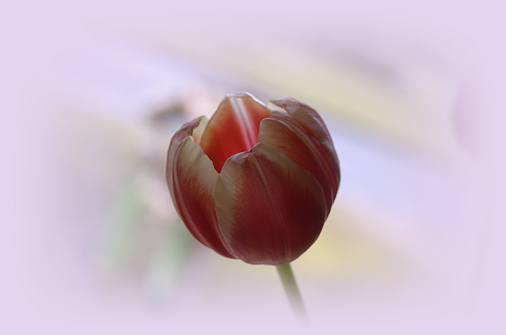 eine Tulpe zum Sonntag