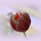 eine Tulpe zum Sonntag