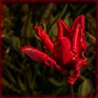 Eine Tulpe zum Wochenende