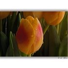 Eine Tulpe zum Wochenende....