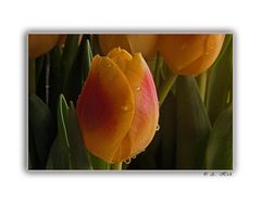 Eine Tulpe zum Wochenende....