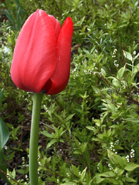 ...eine tulpe...ich mag tulpen...