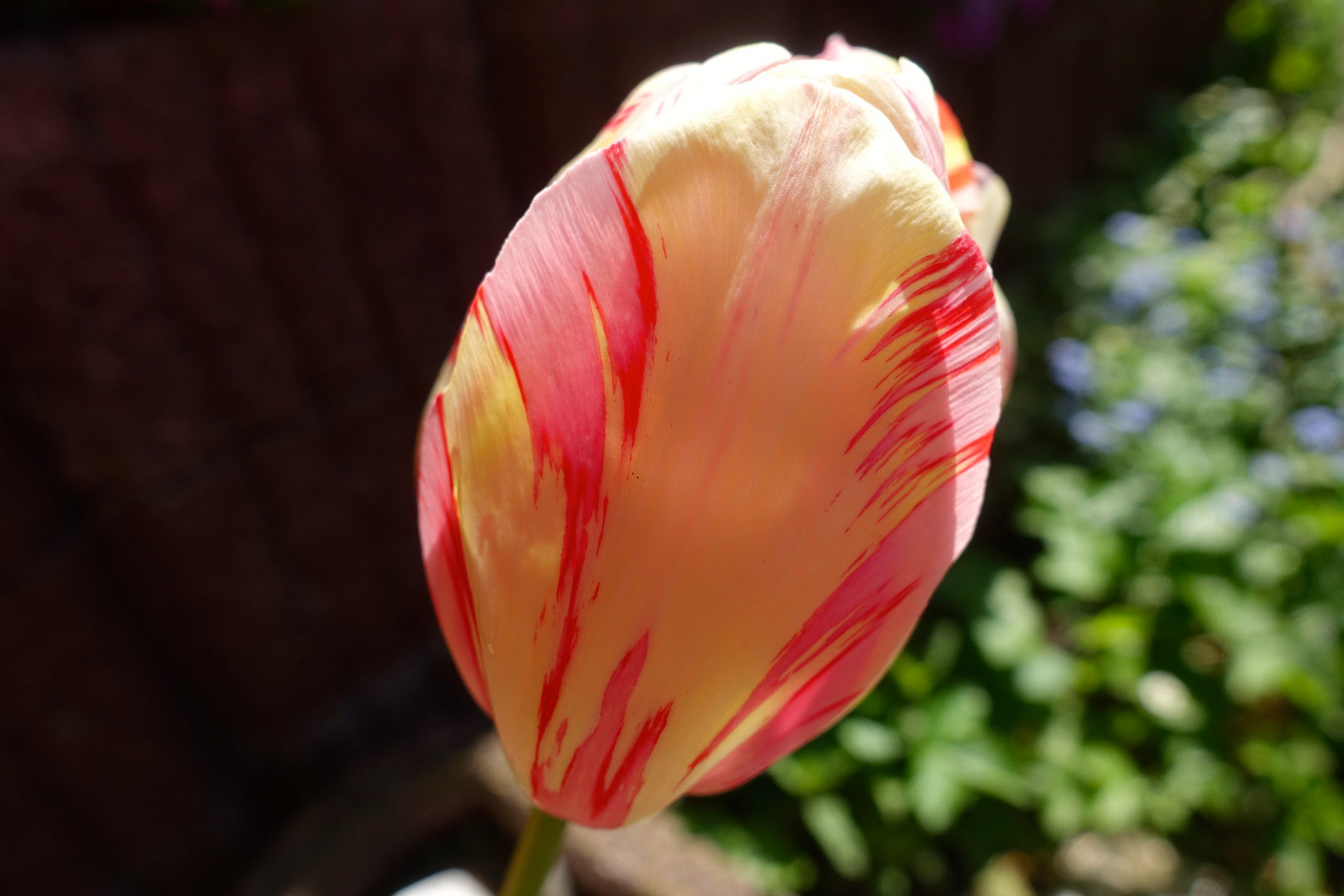 Eine Tulpen in meinem Garten