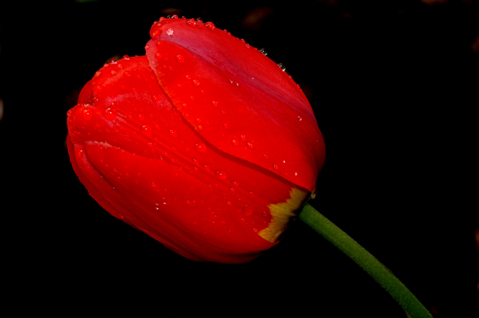 Eine Tulpenblüte im Regen