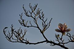 EINE TULPENMAGNOLIE