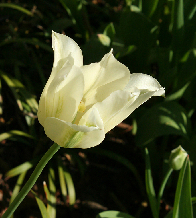 Eine Tulpenschönheit