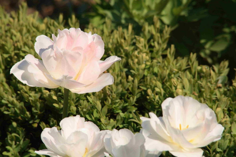 Eine Tulpe,sie hätte den Namen Rose verdient