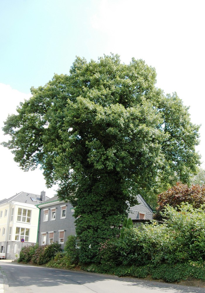 Eine über 100 Jahre alte Eiche im Sommer