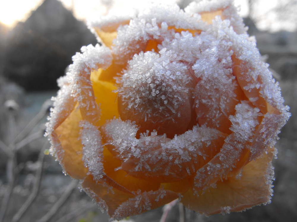 Eine Übergebliebene Eisrose