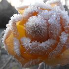 Eine Übergebliebene Eisrose