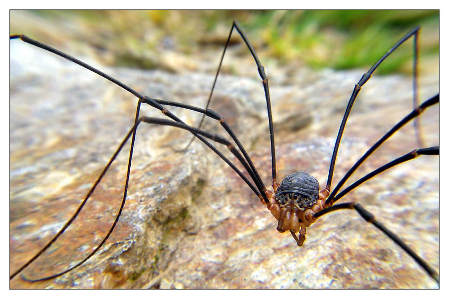 Eine überraschende Begegnung mit dem größten mitteleuropäischen Gliedertier in den Osttiroler Alpen